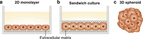 Examples Of Culture Configurations For Studies Of Hepatic Drug