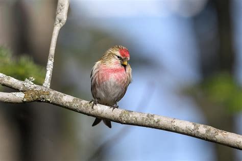 Common Redpoll Photograph By Julie Barrick Fine Art America