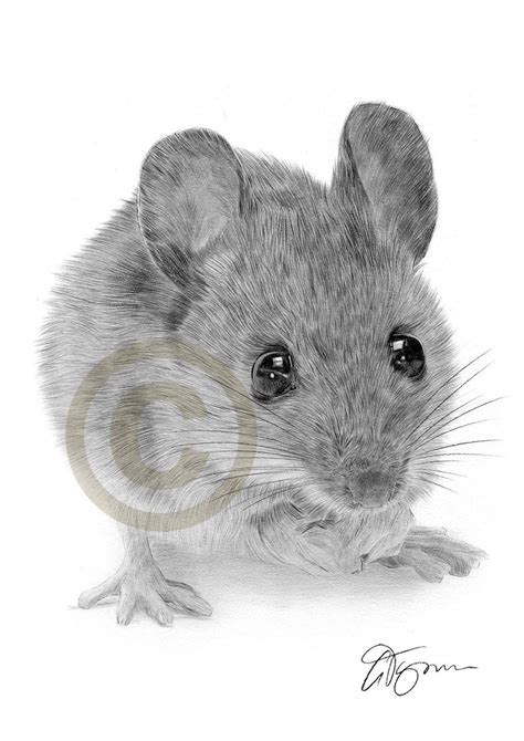 Door Mouse Pencil Drawing Print Animal Art A4 Size - Etsy | Zeichnung, Tiere malen, Zeichenvorlagen