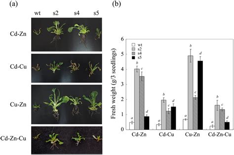 Multiple Heavy Metal Tolerance Of Transgenic Sugar Beets Overexpressing