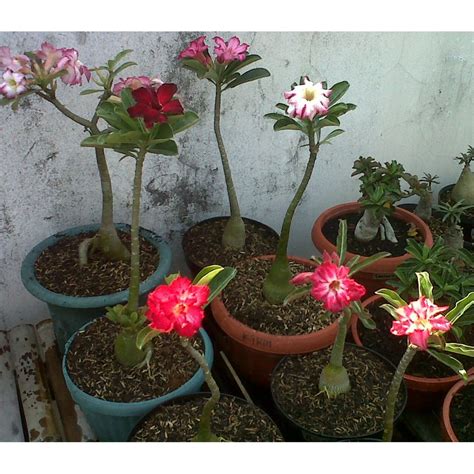 original bunga tumpuk anisa adenium nursery
