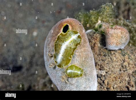 The beautiful colors of nudibranches Stock Photo - Alamy