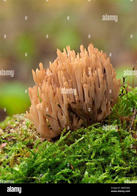 Upright Coral Fungus Ramaria Stricta Hi Res Stock Photography And