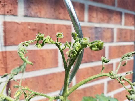 Tomate Hitzeschaden Was Tun Hausgarten Net