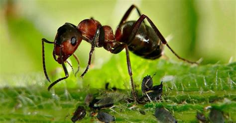 How to Get Rid Of Ants in the Garden - Naturally!