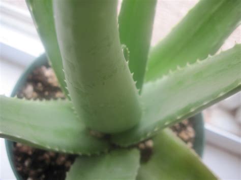 Aloe Vera Plant A2 Free Stock Photo Public Domain Pictures