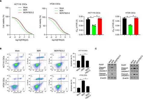 Frontiers Berberine Suppresses Stemness And Tumorigenicity Of