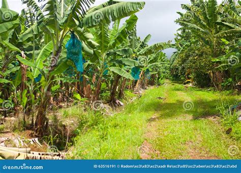 Pusta Droga Na Bananowej Plantaci Guadeloupe Obraz Stock Obraz