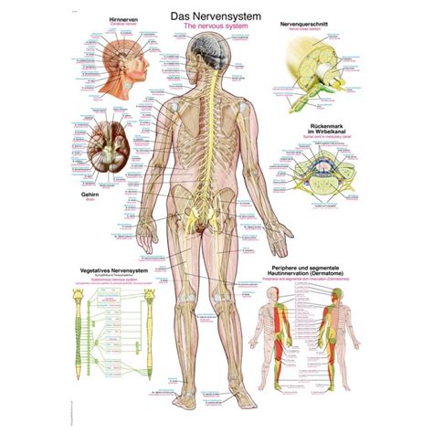 Uk Ad Nerwowy Tablica Anatomiczna Id Ksi Garnia Medyczna