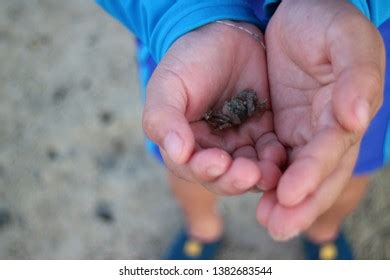 Small Crab Human Hand Stock Photo 1382683544 Shutterstock