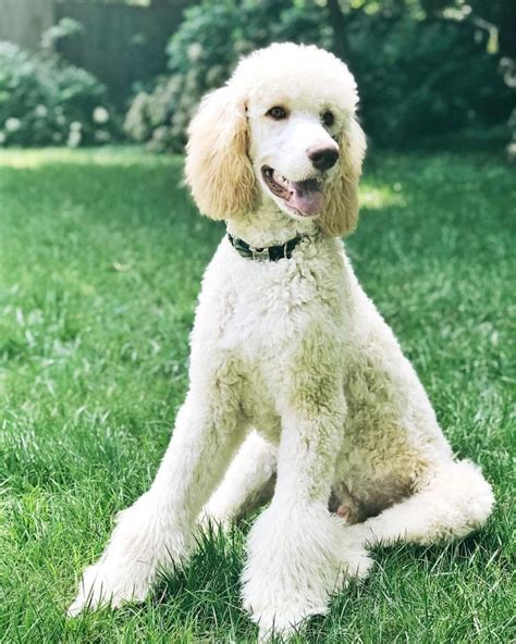 Happy Friday Gabrielthestandardpoodleatl • • • • • Poodlesofatl