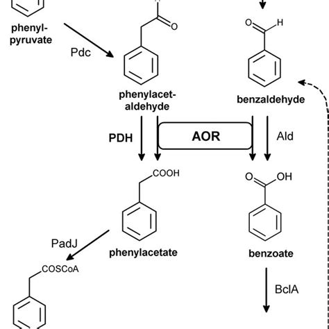 Anaerobic Degradation Pathways Of Phenylalanine And Benzyl Alcohol In