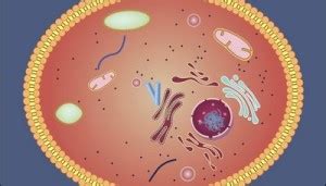 Cell Cytoplasm: Definition, Structure and Functions