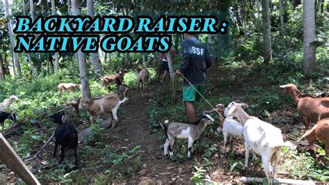 Pagpapastol Sa Mga Alagang Kambing Goat Farming Youtube