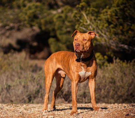 Der American Pit Bull Terrier Im Rasseportrait Hunter Magazin