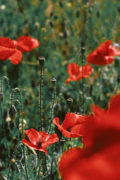 Beau Gros Plan De Fleurs De Pavot Rouge Qui Fleurit Dans Un Champ Vert