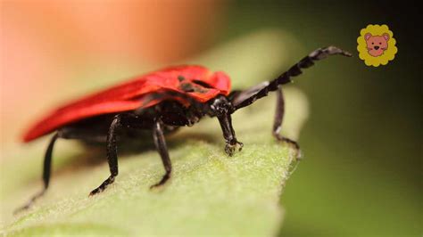 Bei Ende Insekten Im Garten Tipps Tricks Gegen Unliebsame G Ste