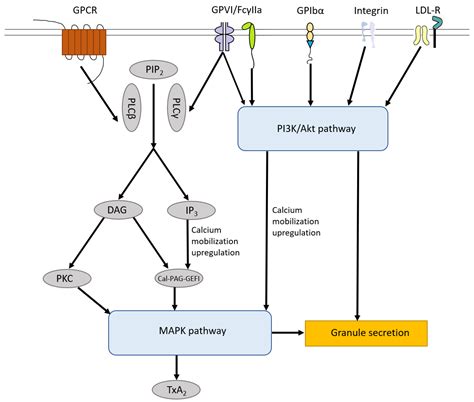 Ijms Free Full Text Vwf Platelets And The Antiphospholipid Syndrome