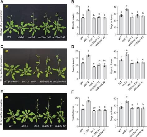 Figure From Aba Insensitive Promotes Flowering By Inhibiting Ost