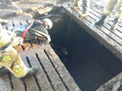 Three cows rescued by emergency services after falling into stinking slurry pit on Co Tyrone ...