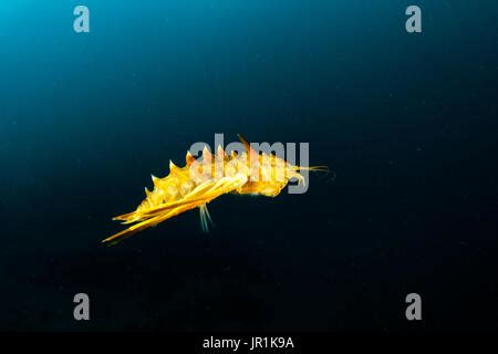 Freshwater isopod, Amphipod gammarus (Acanthogammarus victorii), Lake ... 