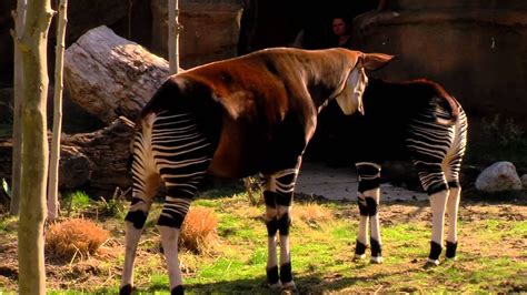 Baby Okapi 1st Day Out Cincinnati Zoo Youtube