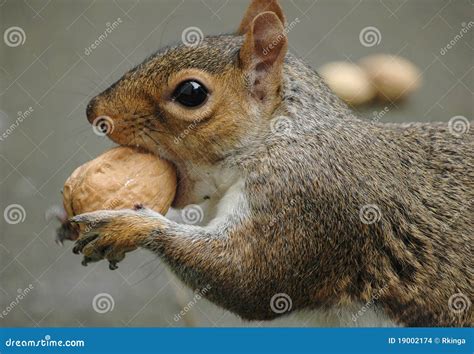 Grey Squirrel Eating Walnut Stock Photo Image Of Outdoors Walnut