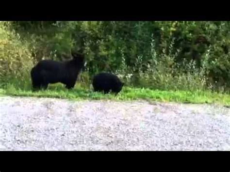 Mother Black Bear And Three Cubs YouTube