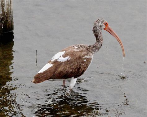 White Ibis - Eudocimus albus - NatureWorks