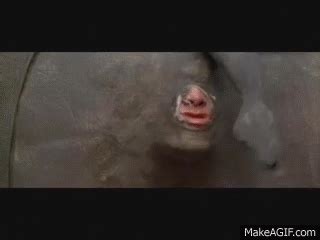 Ace Ventura Rhino Scene Gif