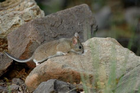 Southern Plains Woodrat Mammals Of Colorado · Inaturalist