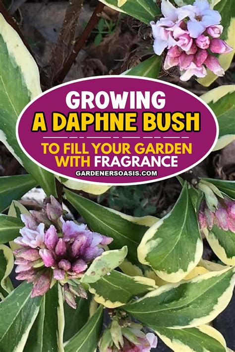 How To Grow A Daphne Bush To Fill Your Garden With Fragrance