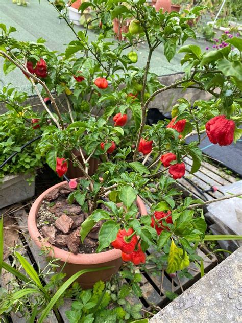 Carolina Reaper Plant Furniture Home Living Gardening Plants