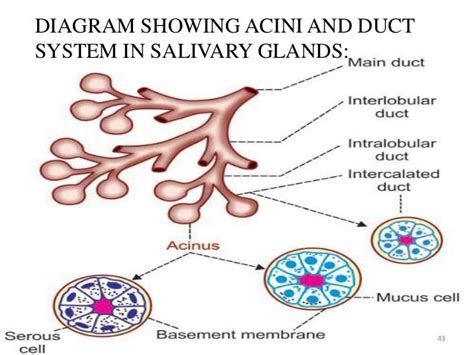 Salivary Gland Anatomy