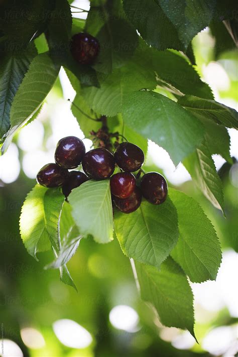 Bunch Of Ripe Black Cherries On The Tree By Stocksy Contributor
