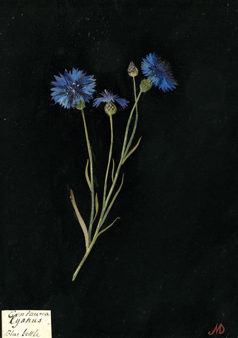 Blue Bottle Cornflower Mary Delany Floral Art Prints The British