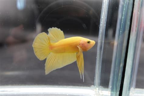 vivid yellow betta fish