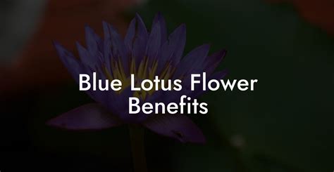 Blue Lotus Flower Benefits Pure Blue Lotus Oil