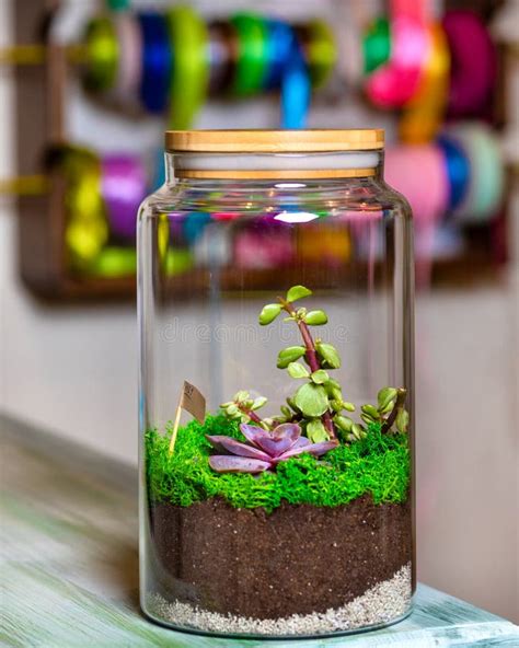 Terrarium Plant in Glass Jar Stock Photo - Image of pendant, nature ...