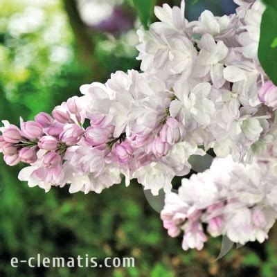 Syringa Vulgaris Krasavitsa Moskvy Lilak Pospolity E CLEMATIS