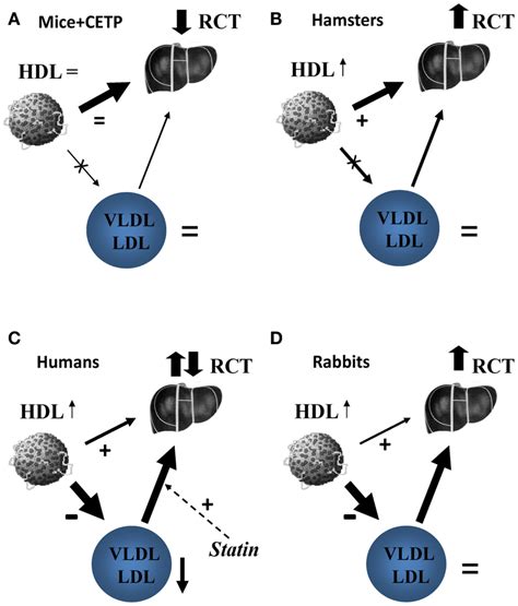 The Proposed Effect Of Cetp Inhibition On Reverse Cholesterol Transport