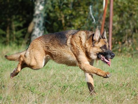 German Shepherd running - My Doggy Rocks