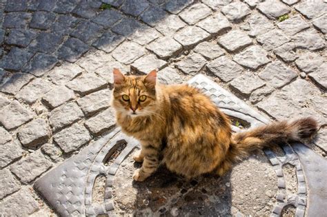 Adorable Gato Dom Stico Gato Callejero Retrato De Un Gato Callejero