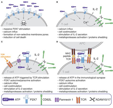 Modulation Of Human T Cells Phenotype Response To Mitogenic