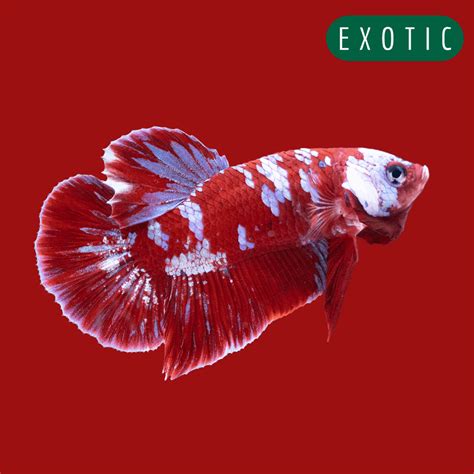 Tropicflow Koi Red Galaxy Cloud Plakat Male Betta Fish