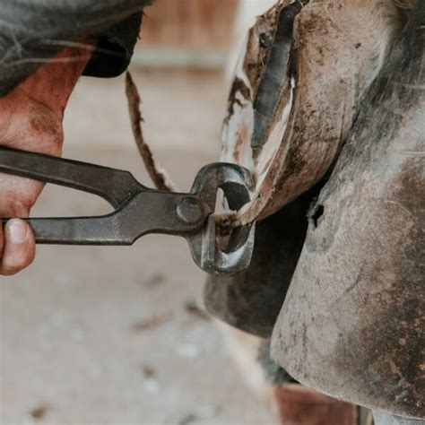 Horse Hoof Trimming Beginners Guide