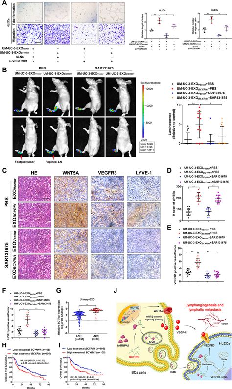 Tumorderived Exosomal BCYRN1 Activates WNT5A VEGFC VEGFR3 Feedforward