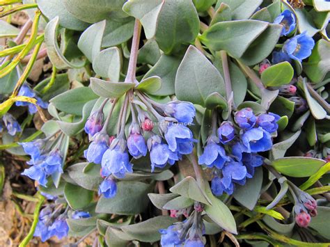 Martin Grace Photography Oysterleaf Or Oysterplant Mertensia