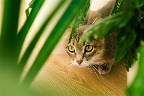 What Plants Do Cats Hate Cats Vs Plants