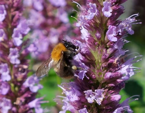 Beelicious Purple Agastache Giant Hyssop Fragrant Plants Almost Eden